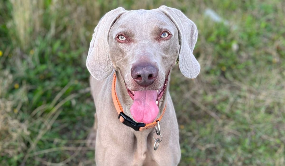 A large, athletic, short-haired, grey dog with large, triangular, floppy ears, small, bright eyes and a large brown nose stands on the grass. The handsome pooch is grinning and a healthy, pink tongue hangs out their mouth. 