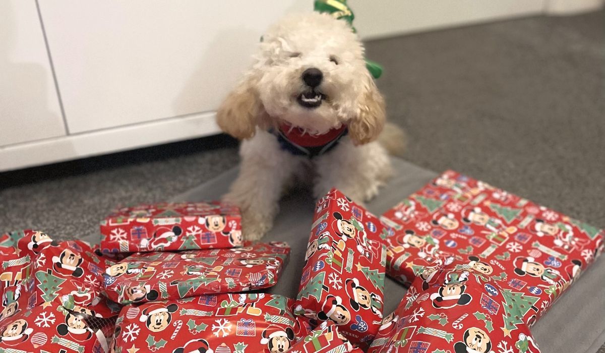 Dog gift guide. Fluffy dog surrounded by christmas presents