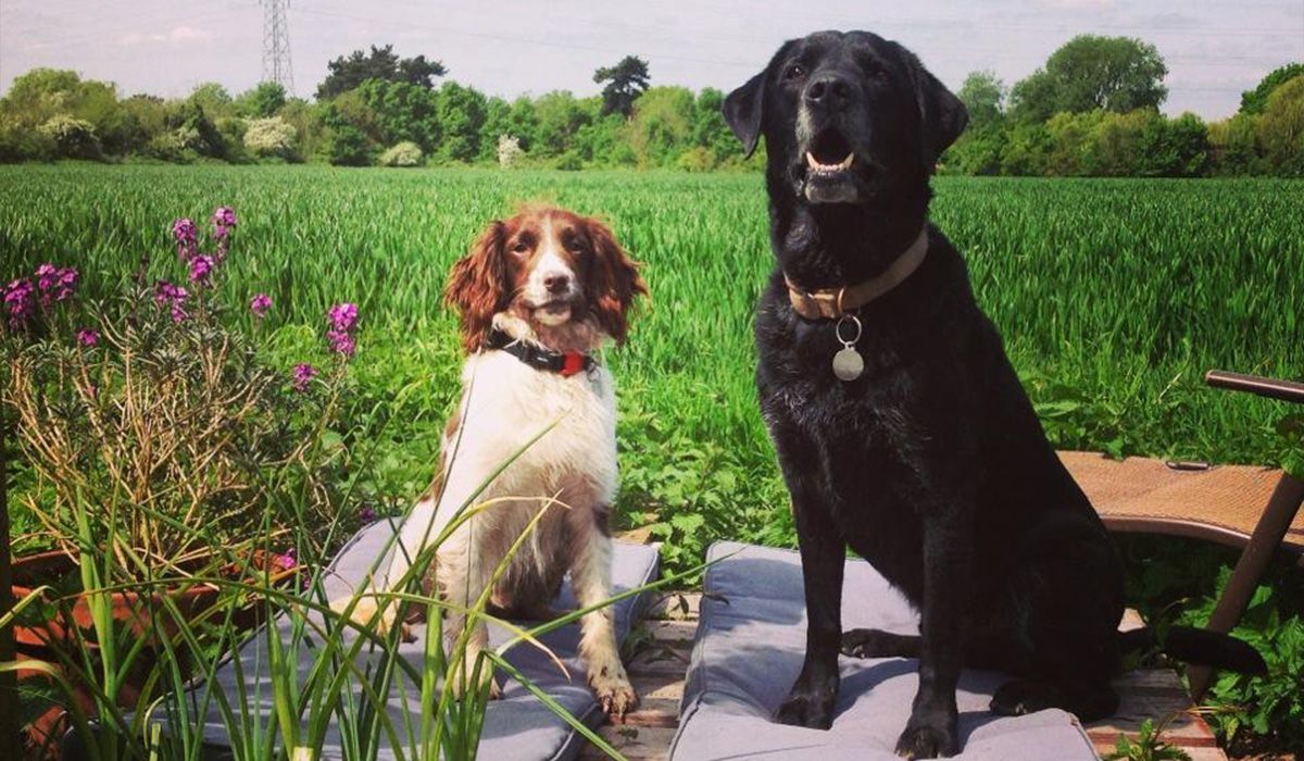 Walter and Sabby sit on cushions on a beautiful day outdoors, in front of a lush green field