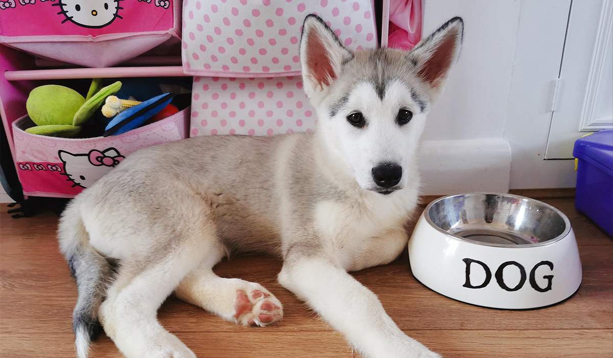 Our favourite dog food: the best dog food for your pooch
