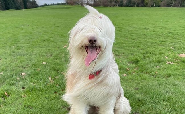 Togo, the Bearded Collie