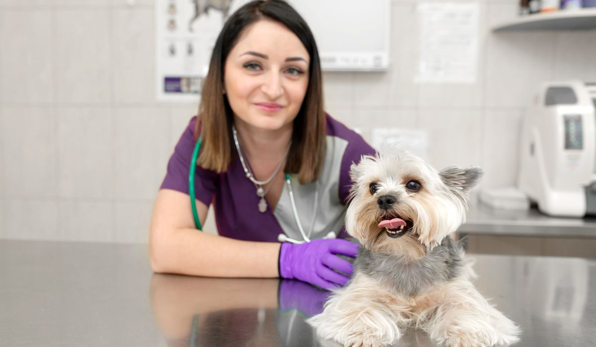 Local vets in Stoke-on-Trent