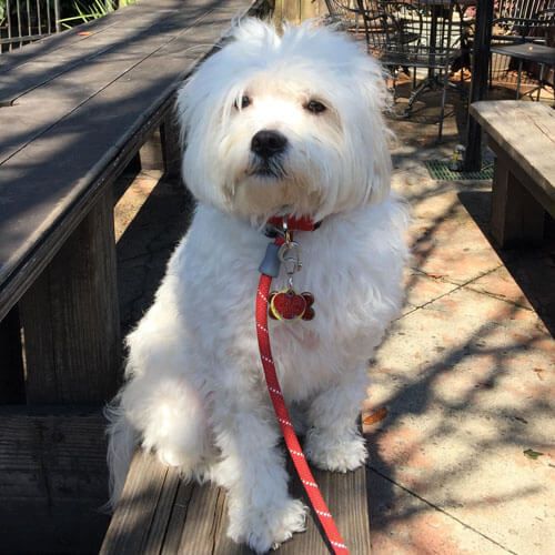 A white, curly-haired dog is sitting on a bench at a picnic table