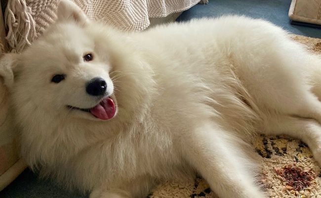 Doggy member Nanook, the Samoyed, lying down happily with relaxed body language