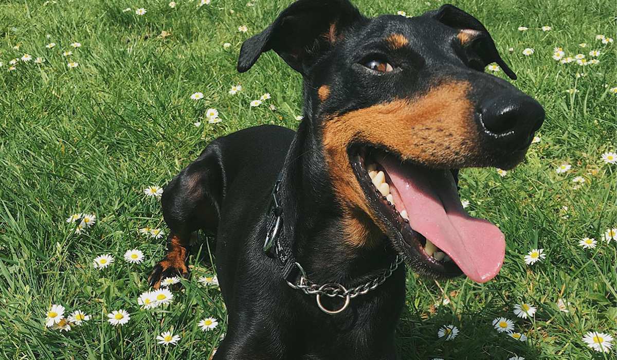 A very, happy Dobermann pooch is lying in a field of daisies after a pawsome walk!