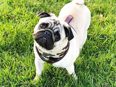 A pug with their head titled standing on grass