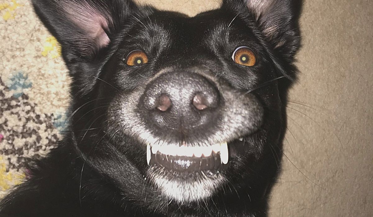 a silly upside down doggy showing off his teeth