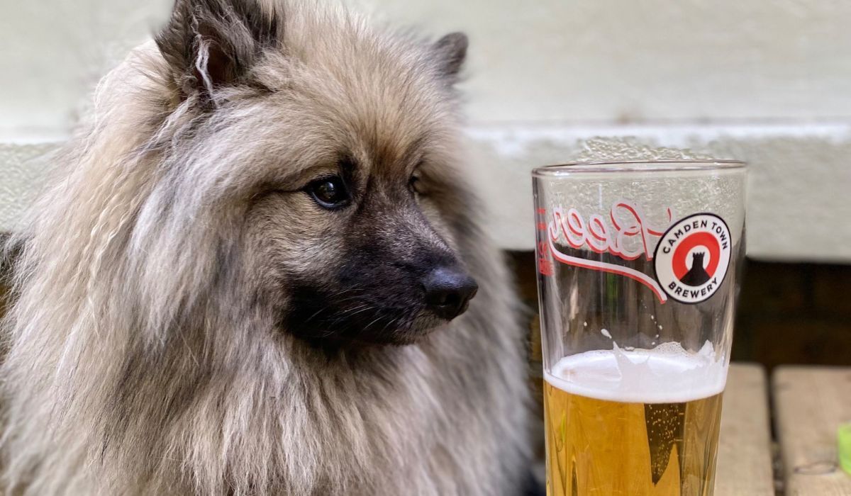 Drax the Keeshond sitting patiently at a table next to a pint