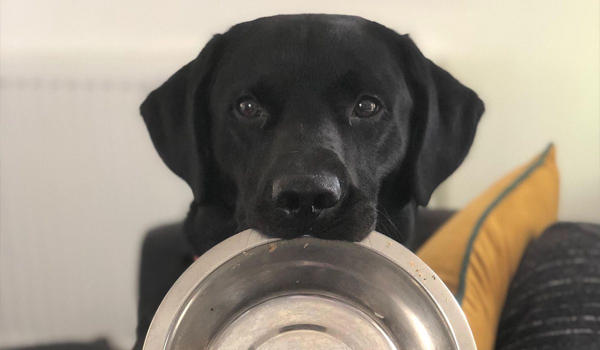 A black lab hold an empty bowl in their mouth