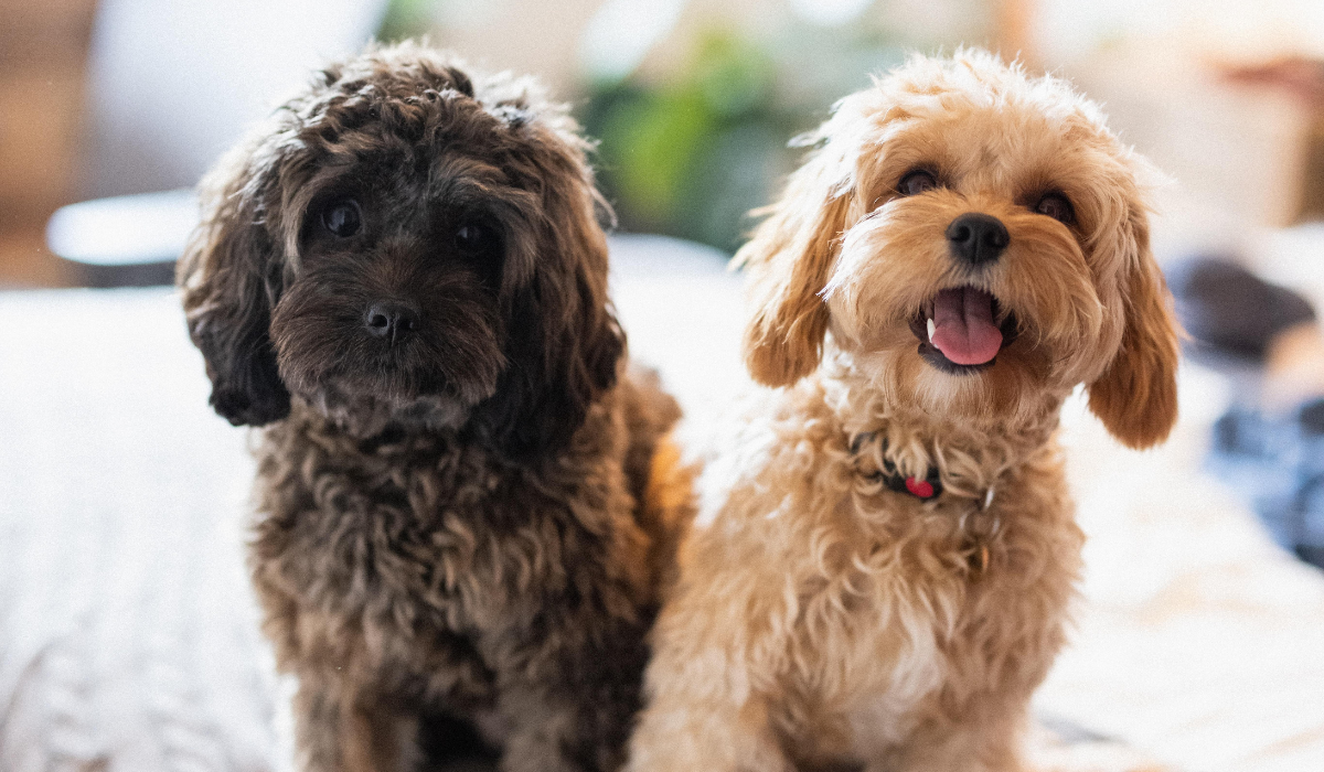 The best dog holiday care for your pup
