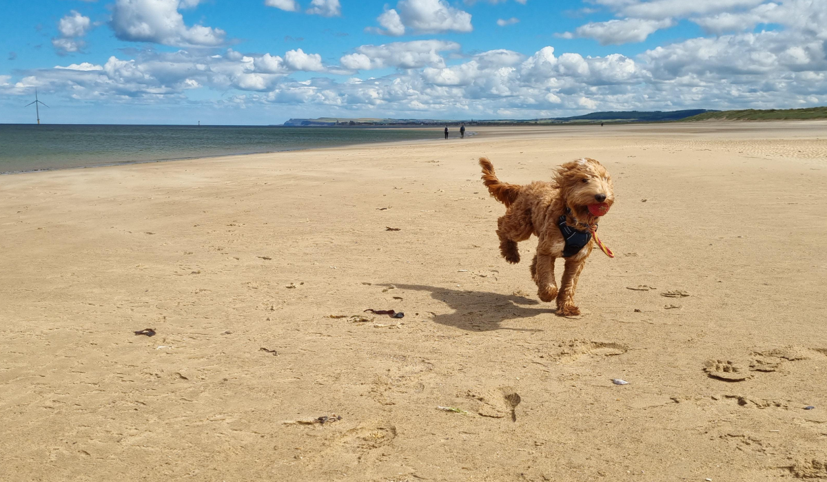 A fluffy, golden Cockapoo is running across a wide, sandy beach, it's a very quiet day, the beach is practically empty, with only two people in the far distance. The sea is calm and the blue sky is scattered with candy floss clouds.