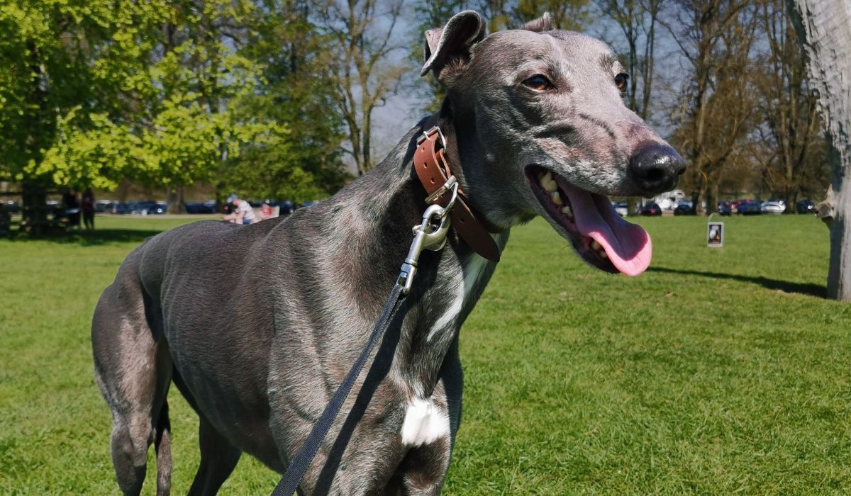 A large, grey dog with a narrow head and features, smiles in the sunshine on the grass