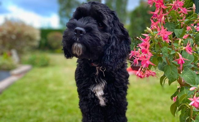 Doggy member Dio, the Cockapoo, in the garden standing next to some pretty pink Fuschias