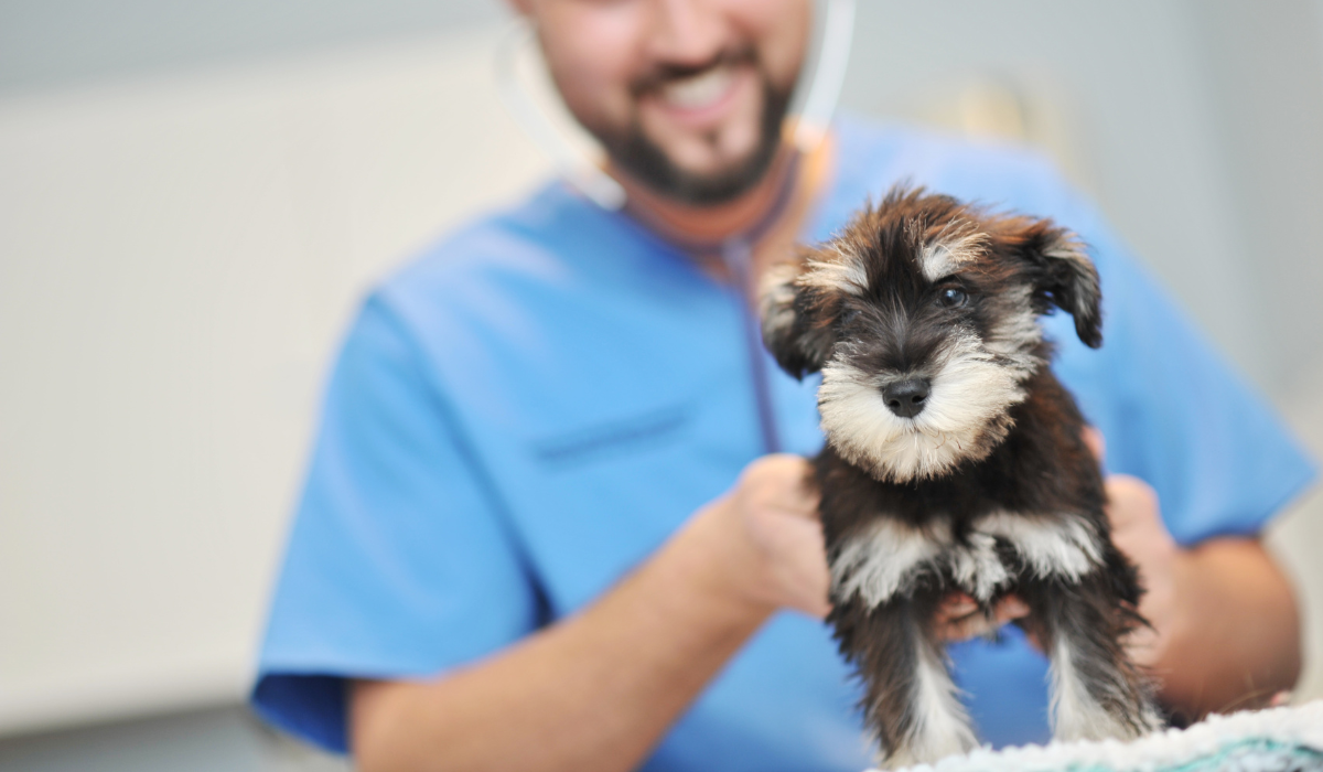 A small, fluffy puppy is being checked over by a friendly vet.