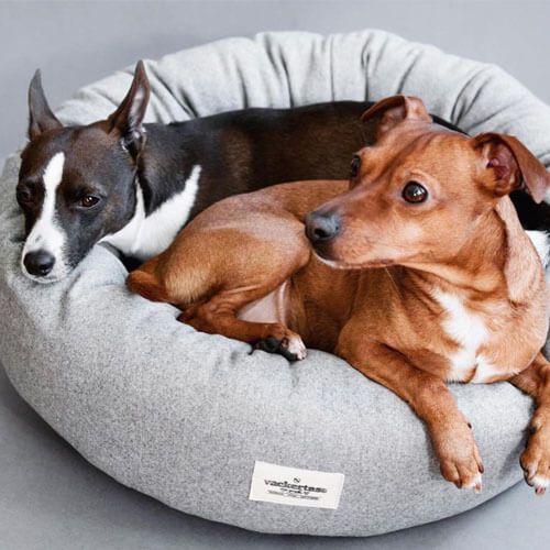 Two small dogs, one red and one dark grey and white, are curled up in a dog bed