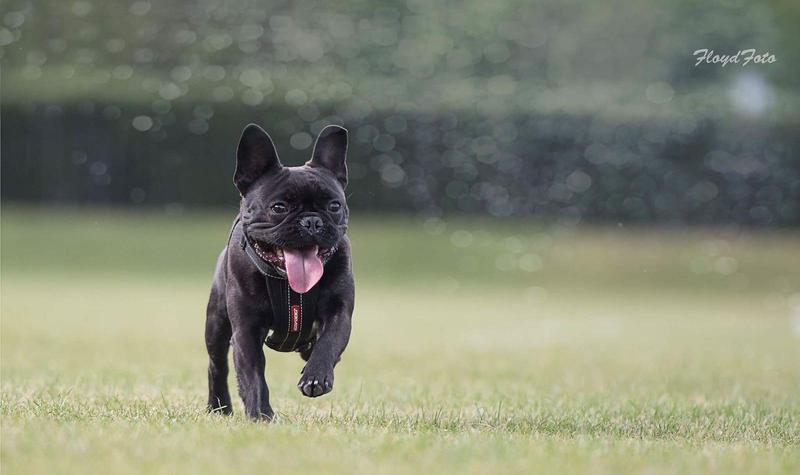 March Breed of the Month - French Bulldog