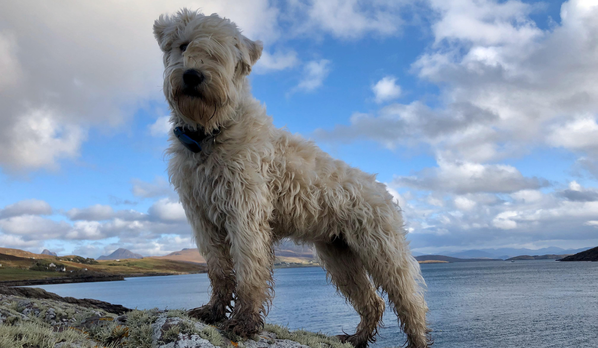 A shaggy, medium sized, pale beige dog, with wavy hair falling over their eyes and small, floppy, 'v' shaped ears, stands on a rock a glorious cliff walk. The waters in the distance are calm and peaceful.