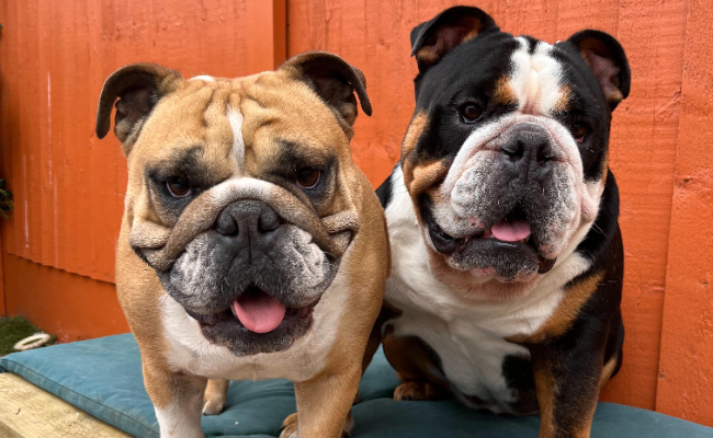 Two Bulldogs smiling at the camera 