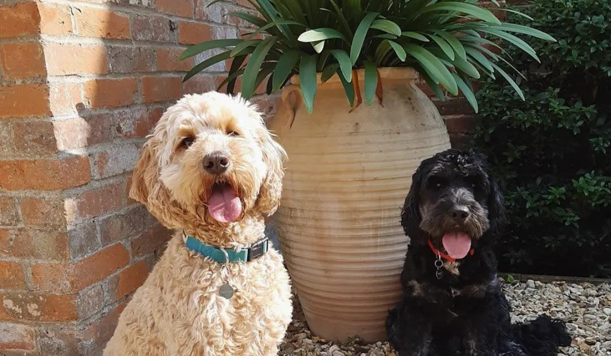 Two cute Cockapoos, one golden and one black, sitting in a pebbled garden in front of a large plant pot.