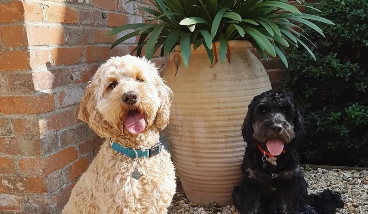 Dog-friendly accommodation in London