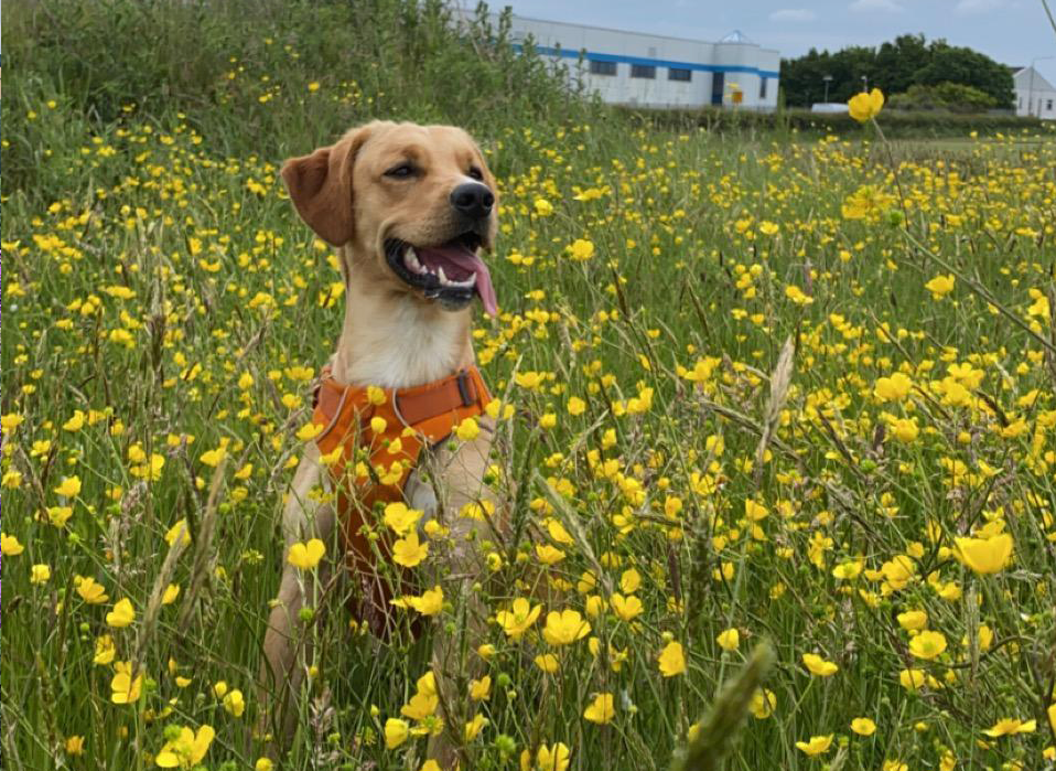 Happy Labrador with their tongue out standing in a field of flowers looking off into the distance