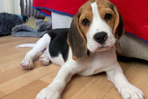 Leo, the Beagle puppy looking forward to his next meal