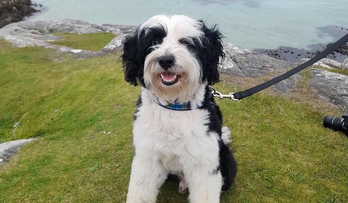 Best dog walks in Dunfermline