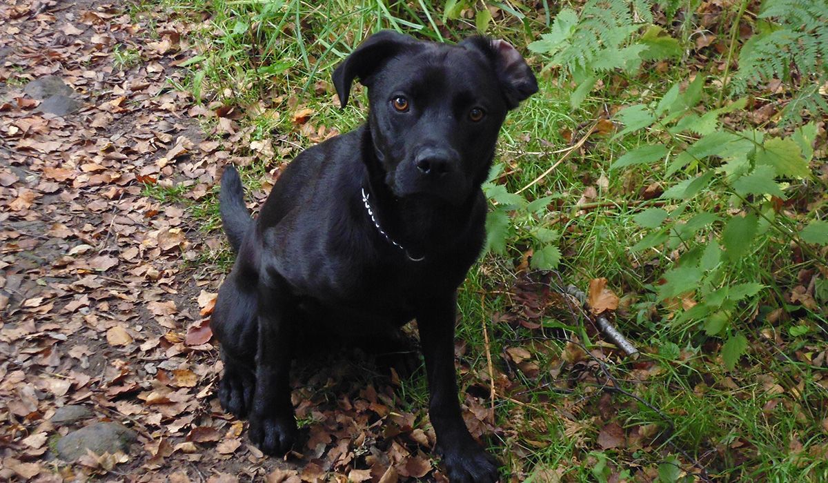 A handsome black dog with one ear folded up sits on a path in woodland