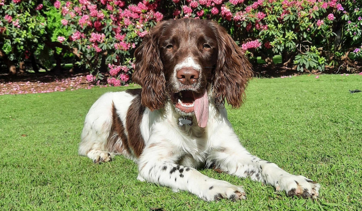 A white and brown Springer Spaniel is resting in the garden after a playdate with their borrower.