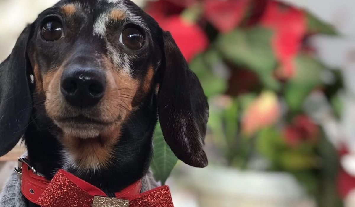 little Dachshund with a red bowtie in front of a bouquet of Christmas flowers