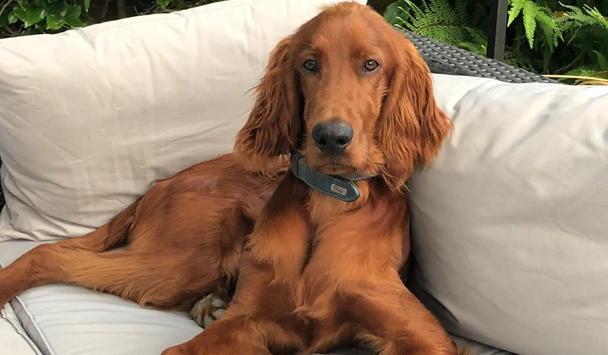 A majestic, red haired dog with floppy ears, a long neck and long legs, rests on the garden sofa.