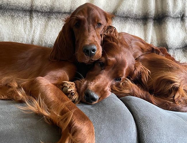 Tilly and Ella are dogs with long, red, silky hair. They relaxing on top of each other on a sofa