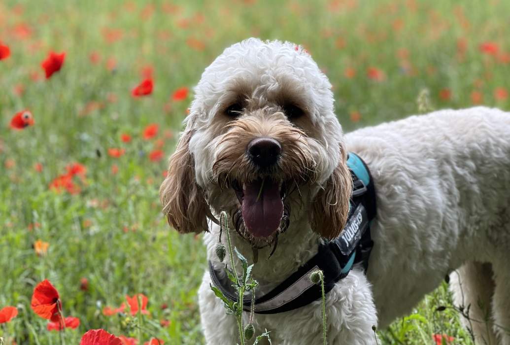 Bear, the Goldendoodle wearing a blue Julius K9 dog harness