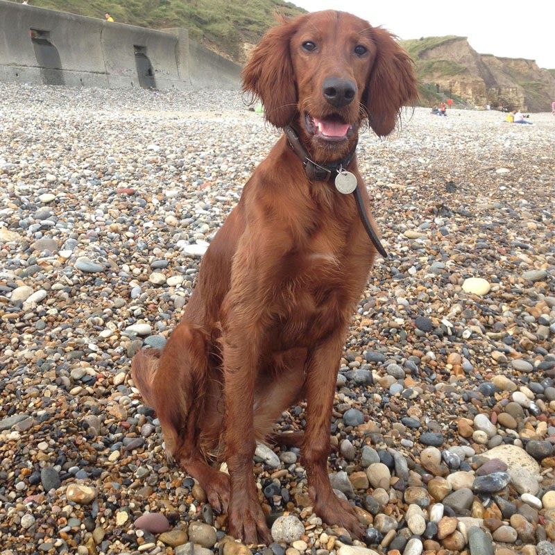 Doggy member Scout is a gorgeous Irish Setter, pictured sitting on a pebble beach.
