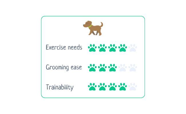 Brittany Spaniel Exercise Needs 4/5 Grooming Ease 3/5 Trainability 4/5