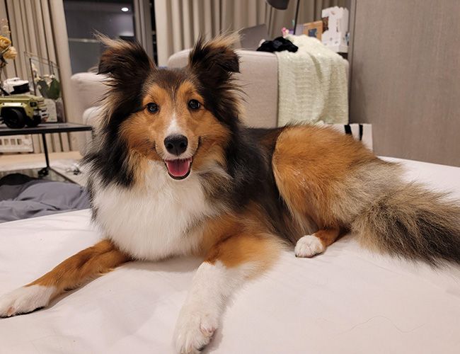 A glamourous, long-haired, black, tan and white dog is lounging on a bed