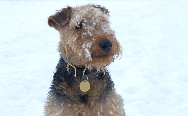 Polo, the Welsh Terrier