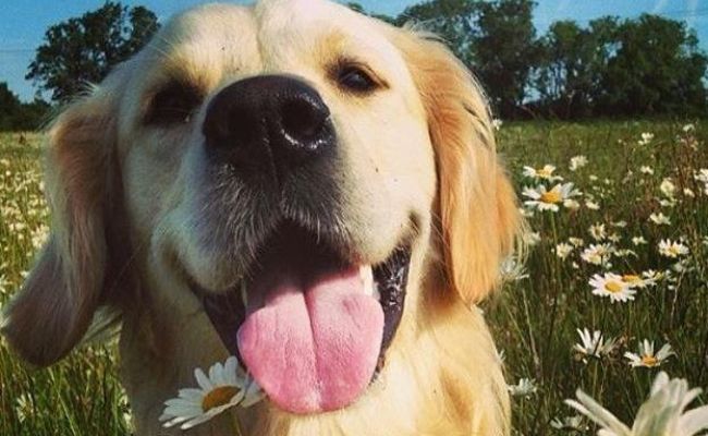 Doggy member Monty, the Golden Retriever, in a field full of daisies