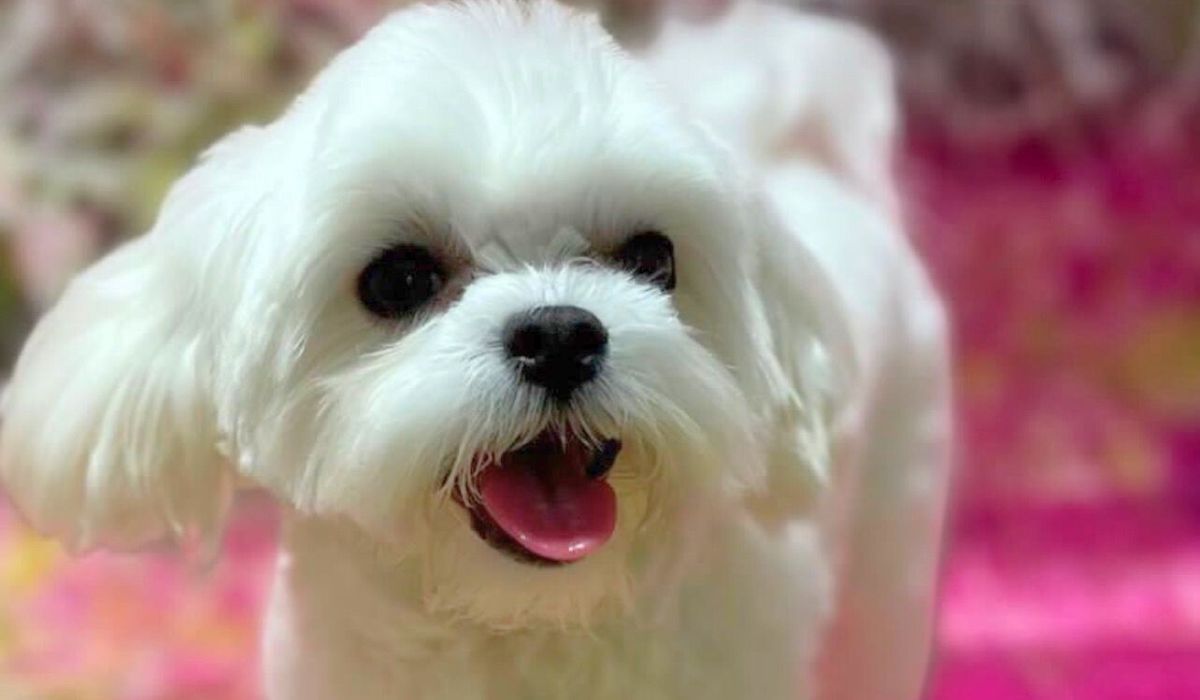 A cute maltese looking fresh after a groom