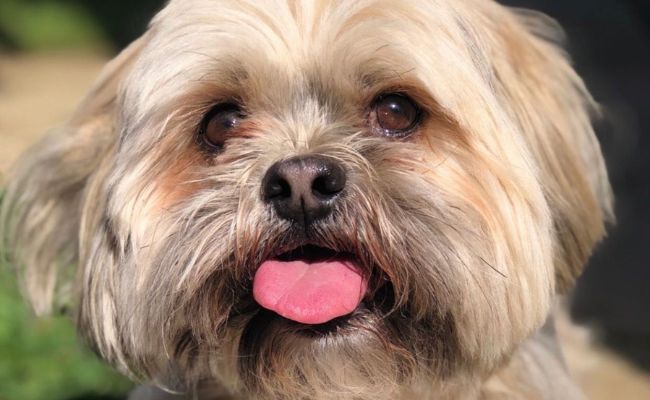 Doggy member Casper, the Lhasa Apso, sticking his little tongue out in the garden
