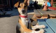 Dog Friendly Places To Eat In Devon BorrowMyDoggy