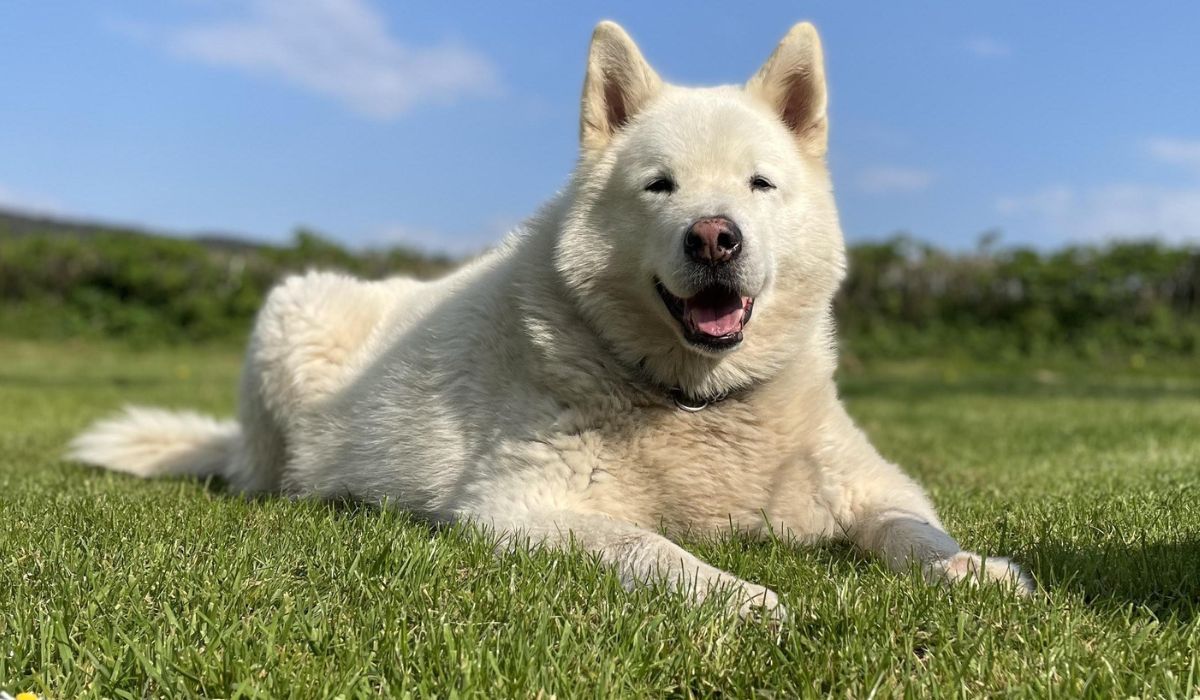 A large fluffy white dog, is lying down on freshly cut grass. It's a beautiful day, the sky is bright blue with a few wispy clouds scattered around. The dog is looking directly towards the camera with their triangular ears standing tall on top of their head, the dog appears to be smiling and enjoying the sunshine.