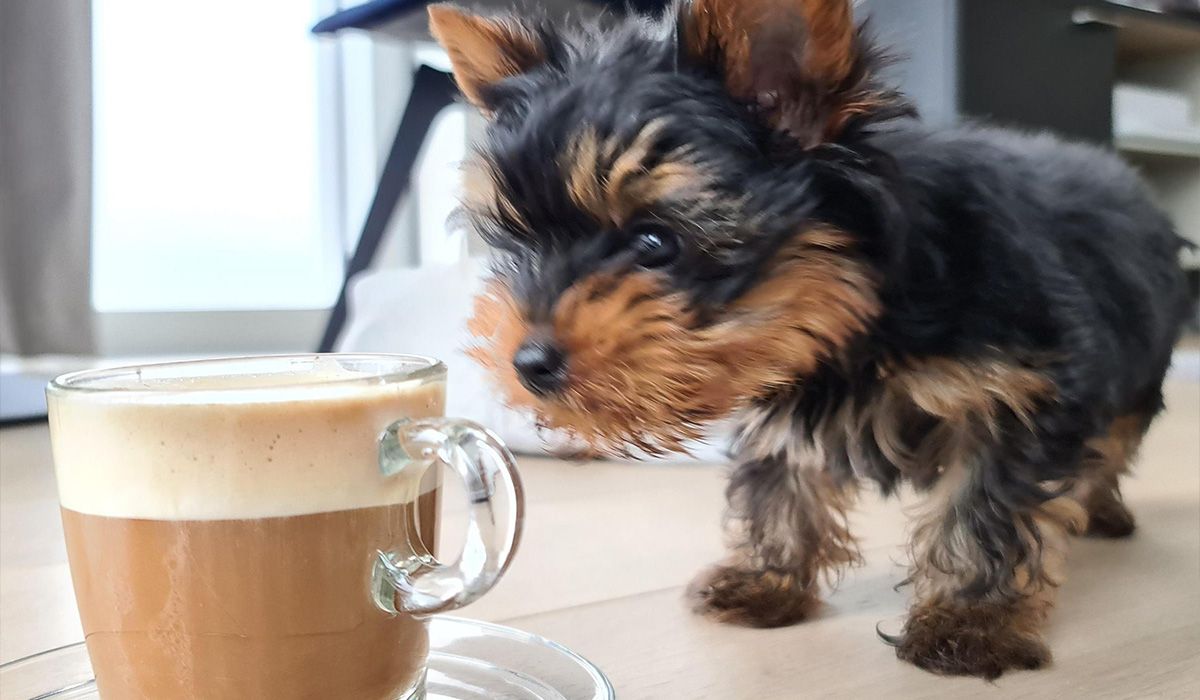 Hot Drinks for Dogs