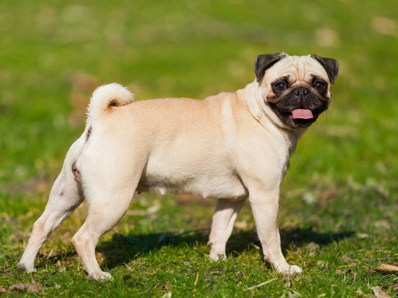Hot healthy pug Factory Sale