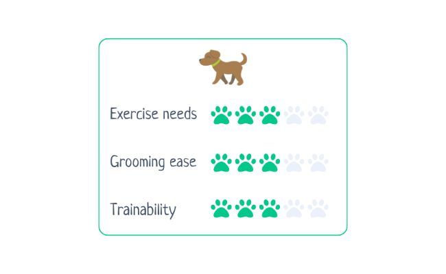 Wire Haired Dachshund  Exercise Needs 3/5 Grooming Ease 3/5 Trainability 3/5