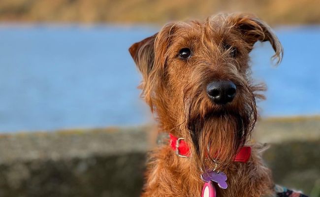Laika, the Irish Terrier