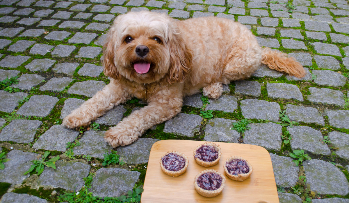 An adorable pooch is showing off his 'lie down' skills next to the Blueberry and Chicken Pies hoping he'll be rewarded with a pie.
