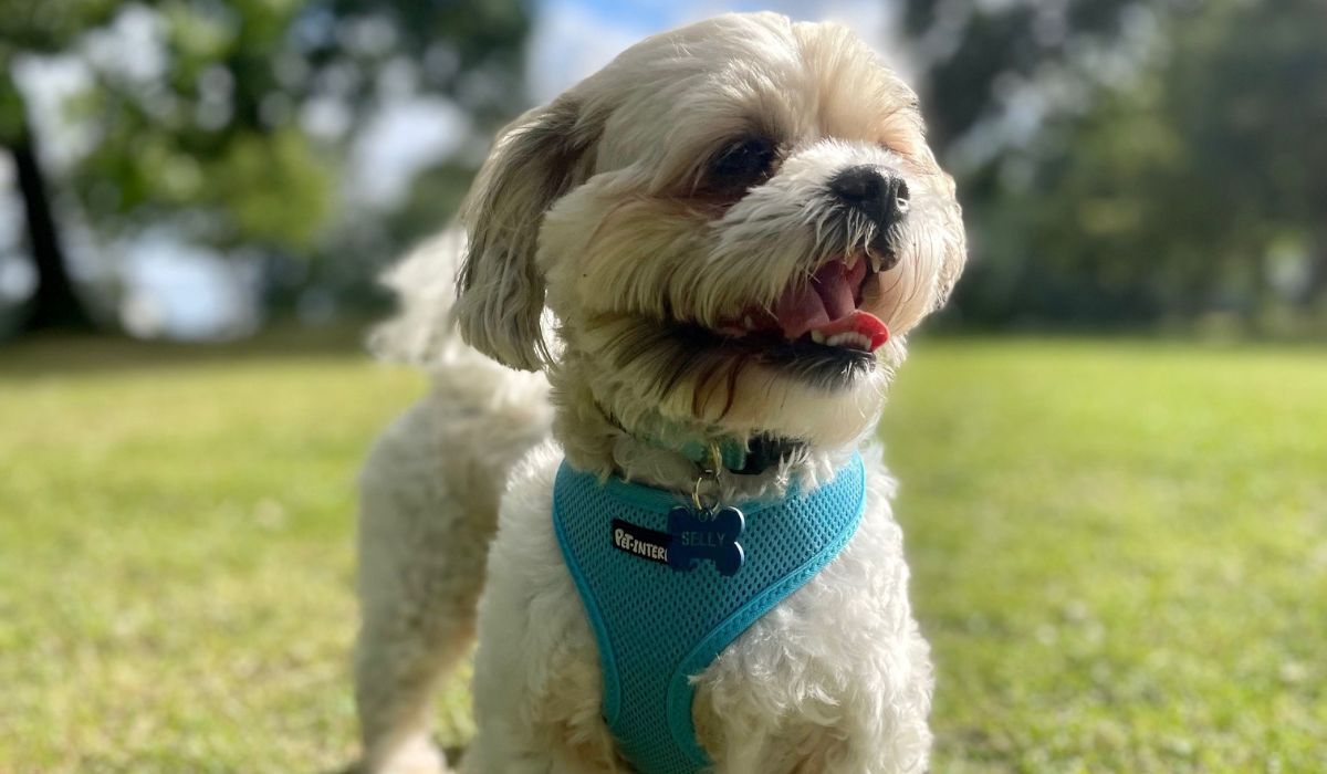 A small white dog, with a little round face, floppy, grey ears, a short muzzle with a small dark nose and big, dark eyes wearing an aqua blue harness stands on the grass.