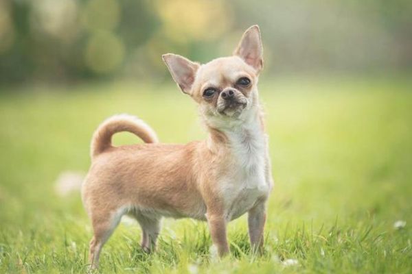 Lilly, the Chihuahua, looking happy as Larry in a grassy meadow
