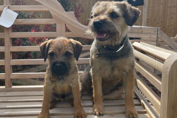 Ted & Gus, the Border Terriers